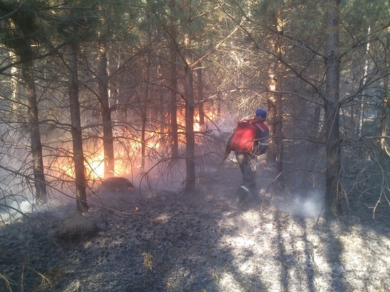 В Пензенской области ликвидирован еще один лесной пожар