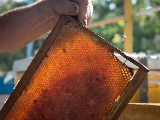На ульи и медогонки: пчеловоды Крыма получили грантов на 19,5 млн