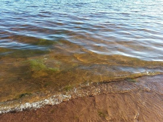 Эколог рассказала, можно ли купаться в позеленевшем Финском заливе