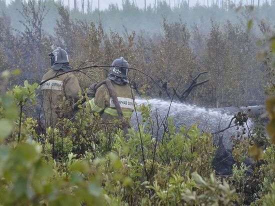 Площадь лесных пожаров в Рязанской области стала самой большой в ЦФО