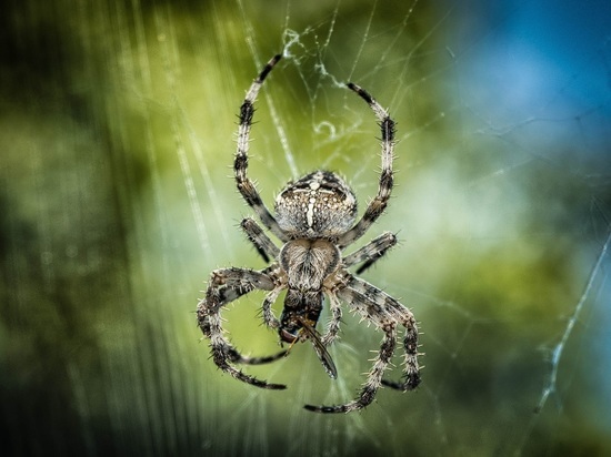 В Мурманской области заметили человека-паука