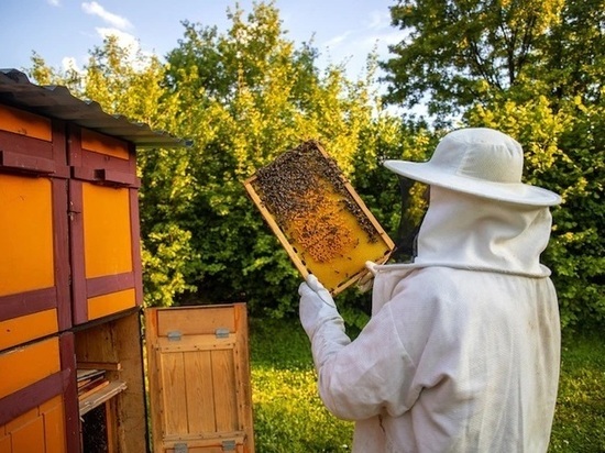Причины массовой гибели пчел в Новосибирской области проверит комиссия
