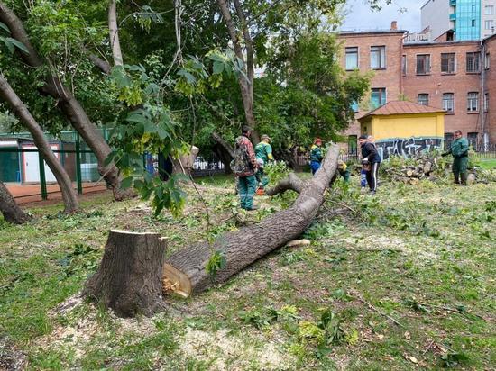 В Новосибирске начался массовый снос деревьев в Нарымском сквере