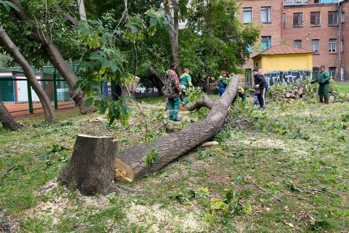 Спилить упавшее дерево