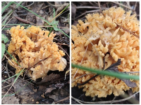 Как на теплых морях: новосибирцы находят в лесу грибы-кораллы