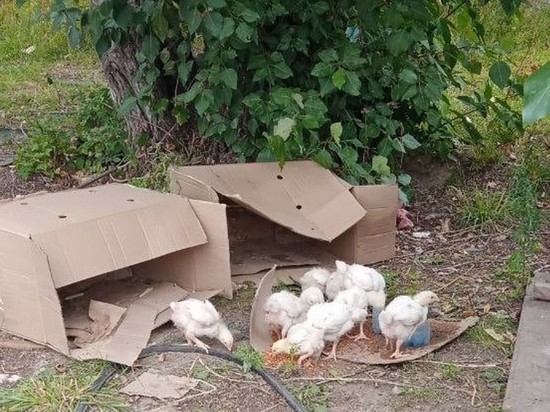В новосибирском Академгородке обнаружили выброшенных на улицу цыплят