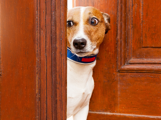 Кинологи рассказали, что делать если ваша собака боится выходить на улицу