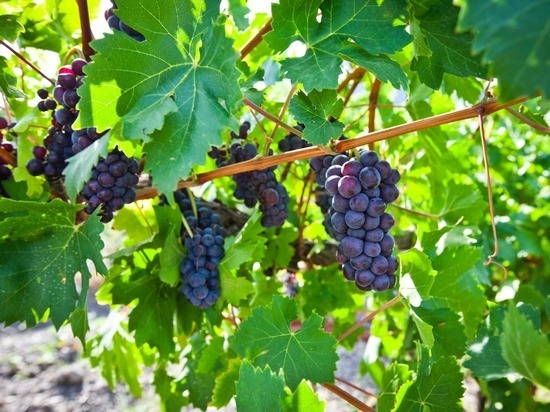 Минсельхоз: в Крыму начали собирать виноград