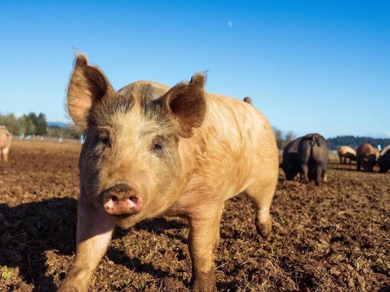 Под Черняховском выявили ДНК вируса африканской чумы свиней