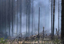 Минприроды в понедельник доложило: лесных пожаров в этом году примерно столько же, как и в прошлом, но их площадь сократилась почти в три раза