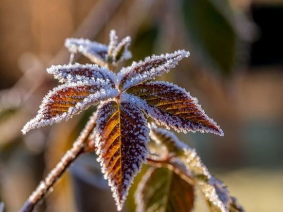 Как защитить растения от приближающихся заморозков: советы новосибирского агронома