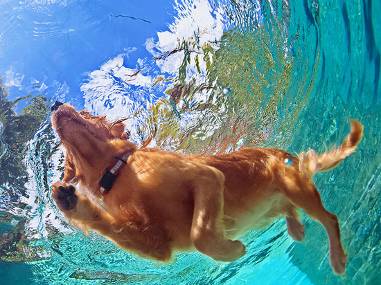 Кинологи рассказали полезно ли плавание для собак