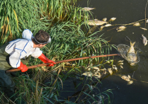 В Польше из реки Одер выловили сто тонн мертвой рыбы после загадочной массовой гибели представителей речной фауны