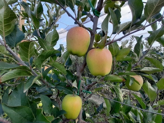 Минсельхоз: в Крыму начался сбор осенних яблок. Виды на урожай хорошие