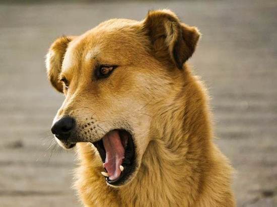 Жители Белогорска жалуются на агрессивных собак