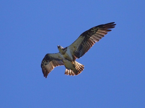 Гнездо редкой хищной птицы обнаружили на острове Кунашир