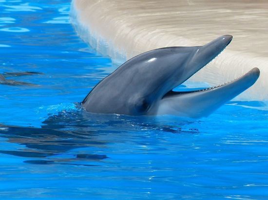 В российском океанариуме сняли на видео окровавленного дельфина