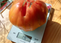 Нарушенная технология посадки томатов обернулась настоящим сюрпризом для  65-летнего жителя подмосковной Истры
