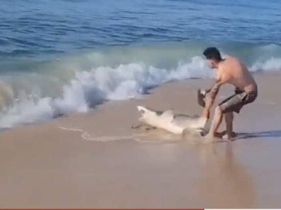Схватка акулы и безоружного мужчины попала на видео