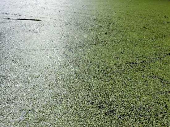 Токсичные сине-зеленые водоросли снова покрыли Финский залив: почему опасны и что с ними делать