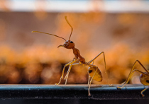 Наличие муравьев в доме или на даче может оказаться неприятной проблемой, особенно летом