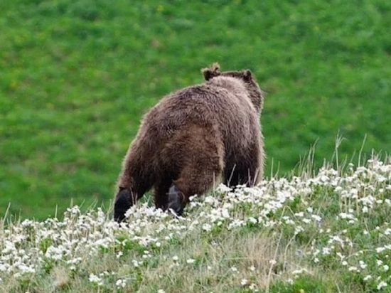 Ярославские охотоведы рассказали, сколько сколько медведей живет в Переславском районе