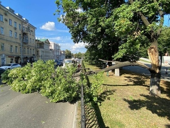 В центре Ярославля дуб упал на проезжую часть