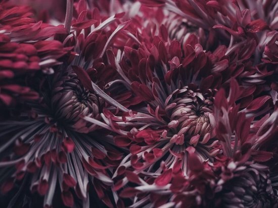 В Архангельске обнаружили хризантемы, зараженные западным цветочным трипсом