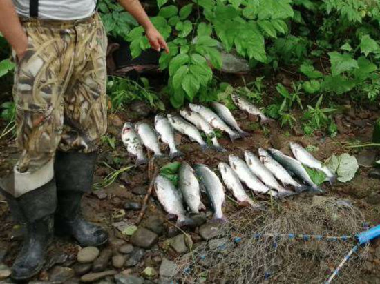 Браконьера с сачком поймали во время ловли горбуши на Сахалине