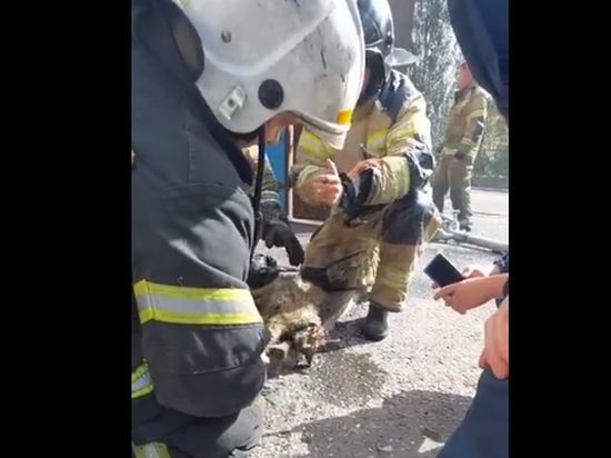 В Омске сотрудники МЧС спасли двух пострадавших в пожаре кошек