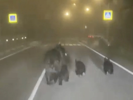 Медведица с тремя медвежатами вышла на трассу Южно-Сахалинск — Оха