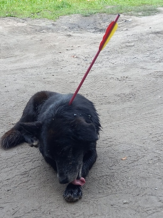 В Тверской области увидели собаку со стрелой в теле