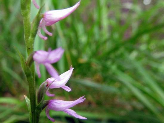 Краснокнижная орхидея обнаружена в Челябинской области