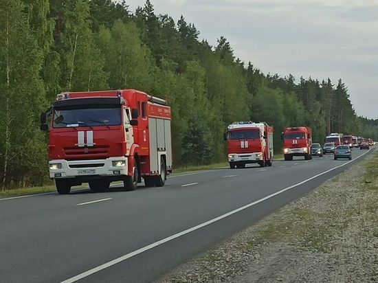 Рослесхоз заявил, что в Рязанской области скрывали реальные площади лесных пожаров