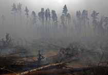 МЧС сообщило об угрозе возникновения природных пожаров в Московской области