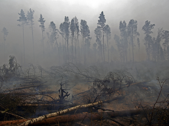 В Подмосковье заявили об угрозе торфяных пожаров, леса "закрывают"