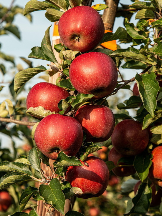 Яблочный спас 19 августа: приметы и что запрещено
