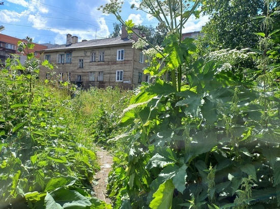 Жителям Карелии объяснили, как действовать, если возник ожог из-за борщевика