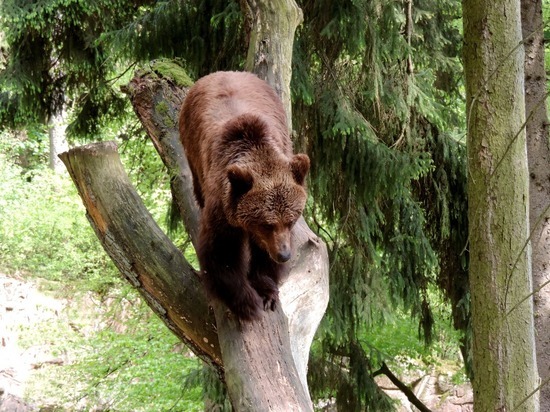 Медведь испугался туристов из Москвы и поспешил скрыться в мурманских лесах