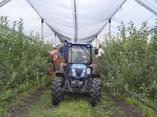 В Мантуровском районе Курской области на 106 га выращивают сербские яблони