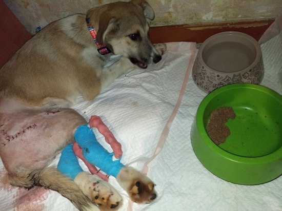 У сбитого скорой помощью щенка на Сахалине разошлись швы после операции
