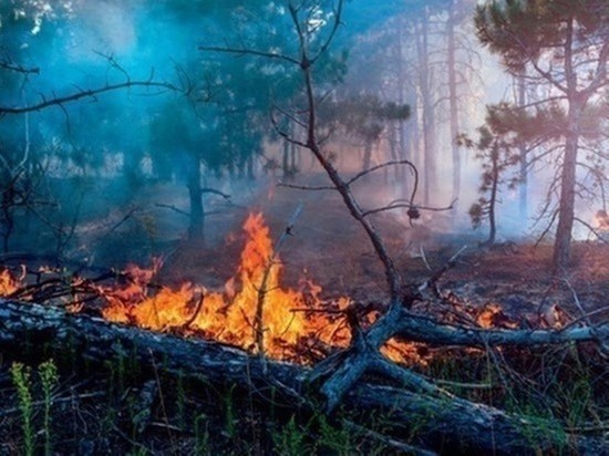 Лес снова загорелся в ЯНАО