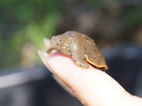 Школьники в Хабаровском крае помогают не вымереть краснокнижным черепахам