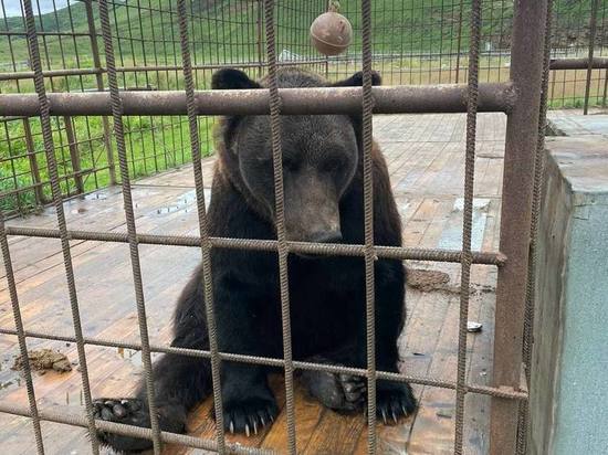 Медведя с мыса Кузнецова отказался забрать зоопарк в Южно-Сахалинске