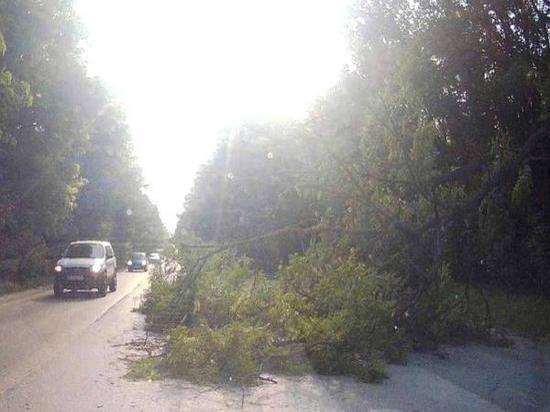 Упавшее дерево перегородило дорогу на Берберовской в Ростове