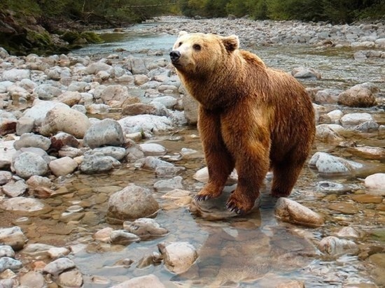 Стало известно, почему в Алтайском крае активизировались медведи