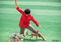 Танцы с собаками –  спорт, сочетающий упражнения на послушание со зрелищными движениями