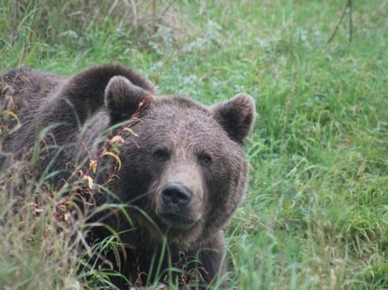  В Норильске Красноярского края агрессивного медведя пытались прогнать из города несколько полицейских машин