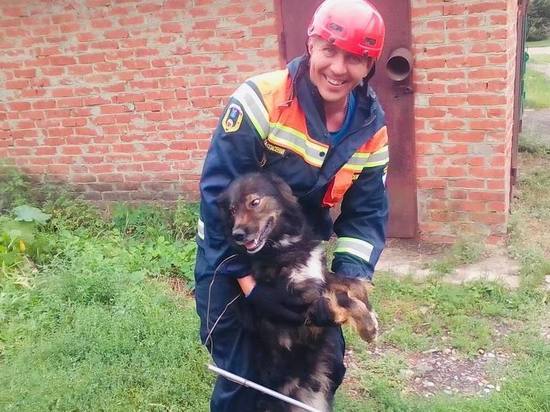 Саратовские спасатели вызволили собаку из погреба