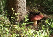 Заблудившаяся в лесу под Петербургом девушка умерла от отравления грибами. Из-за голода погибшей пришлось есть различные грибы. Она не знала, какие можно есть, поэтому питалась всеми, которые находила.